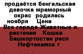 продаётся бенгальская девочка(мраморный окрас).родилась 5ноября, › Цена ­ 8 000 - Все города Животные и растения » Кошки   . Башкортостан респ.,Нефтекамск г.